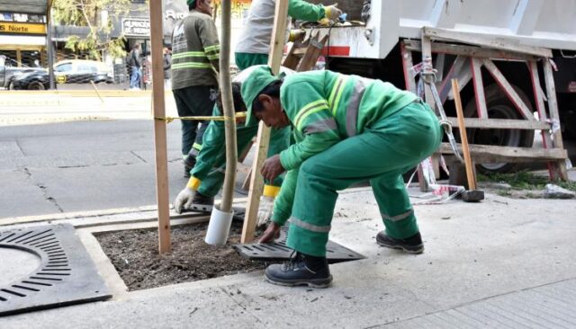 La Ciudad aumentó un 50% el arbolado urbano en un año récord